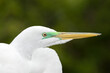 Male Great Egret in Breeding Colors