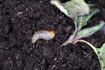 Wall Mural - Larva of Otiorhynchus (sometimes Otiorrhynchus) Curculionidae removed from the soil and the radish plant it damaged.