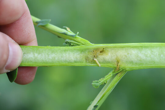 larva of cabbage stem flea beetle (psylliodes chrysocephala) in damaged plant of oilseed rape (brass