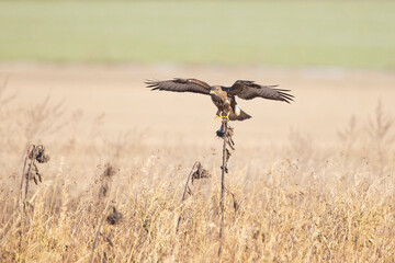 Wall Mural - A Common buzzard (Buteo buteo) landing on a sunflower.