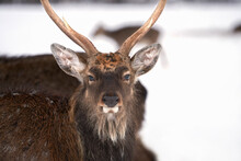 Portrait Of A Red Deer With An Expressive Look On A Blurred Background Of A Grazing Herd In A Winter Forest. Copy Space. Selective Focus.