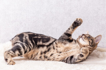 A gray striped kitten is lying on its back and reaching for the toy with its paws off-screen. Light gray background, close-up