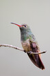Rufous-tailed hummingbird (Amazilia tzacatl) perched on branch, Alambi, Ecuador