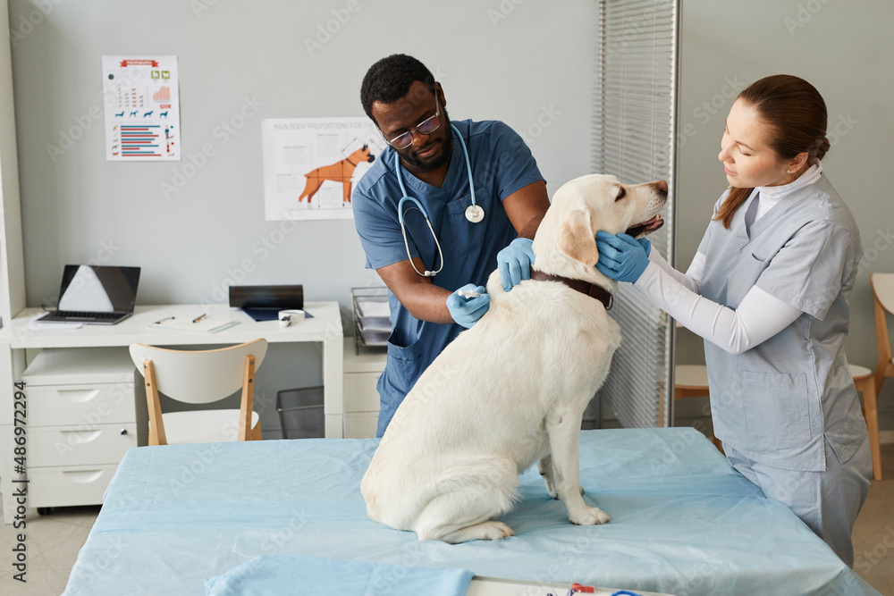 Labrador Getting Injected Young nurse in medical scrubs and gloves looking at labrador and ...