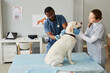Young nurse in medical scrubs and gloves looking at labrador and touching him while veterinarian making injection