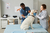 Fototapeta  - Young nurse in medical scrubs and gloves looking at labrador and touching him while veterinarian making injection