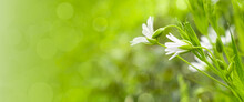Spring Background With Green Grass And Tender White Flowers. Fresh Greenery And Wildflowers In Sunny Forest. Banner With Bokeh And Copy Space For Text