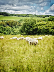 Canvas Print - The sheep grazing in the field in summer