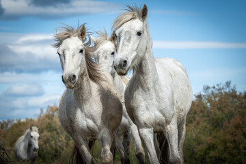 Naklejka na meble White horses in Camargue