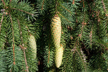 Branches With Green Pine Cones