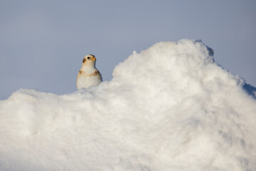 Poster - snow bunting in Canadian winter