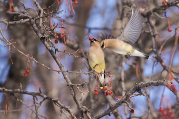 Sticker - cedar waxwing in Canadian winter 