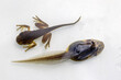 Peron's Tree Frog (top) and Green and Golden Bell Frog showing different stages of tadpole development