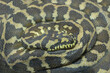 snake reticulated python coiled in a terrarium pets nature boa constrictor