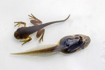 peron's tree frog (top) and green and golden bell frog showing different stages of tadpole developme