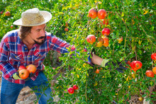 Young Spanish Farmer Harvesting Ripe Pomegranates In Garden On Warm Autumn Day