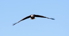 A Bald Eagle With Piercing Eyes In Flight Soaring Straight At Camera Searching For Food On A Cloudless Day
