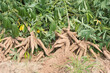 Mahasarakham,Thailand-May 1,2020:Farmer harvest cassava in farmland before rainy season.