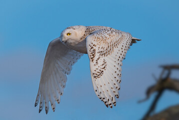 Wall Mural - a snowy owl in flight with blue sky in the background