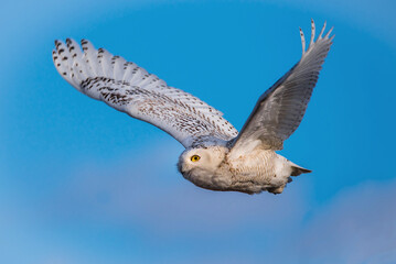 Wall Mural - a snowy owl in flight with blue sky in the background