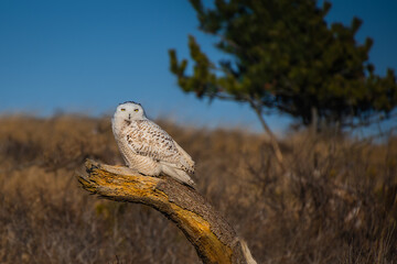 Wall Mural - a snowy owl in the wild standing on the top of tree stump in the meadow