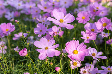 Wall Mural - Pink cosmos flowers in the garden