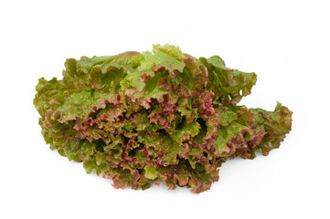 Wall Mural - Fresh red lettuce isolated on white background.