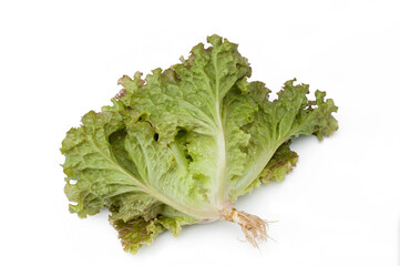 Wall Mural - Fresh red lettuce isolated on white background.