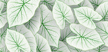 Caladium Bicolor Leaf Pattern Background. Tropical Nature Green White Caladium Leaf Graphic Elements. Modern Simple Leaves Texture Creative Design With Shadow Decoration. Botanical Vector