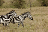 Fototapeta Sawanna - zebras on the savannah