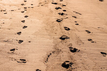 Children And Adult Foot Prints On A Warm Sand Surface. Family Day On A Beach Concept. Day Outdoor By The Ocean Or Sea.