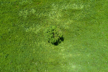Aerial View Lone Tree In Sunny Green Field, Auvergne, France
