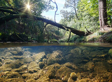 Fallen Tree Trunk On River In The Forest, Split Level View Over And Under Water Surface, Spain, Galicia, Pontevedra Province