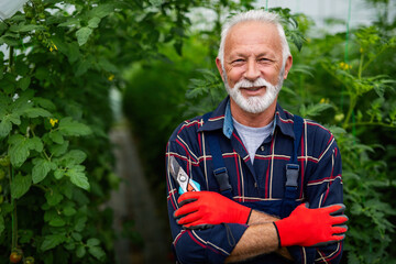 Happy and smiling senior man working in greenhouse. People organic food concept