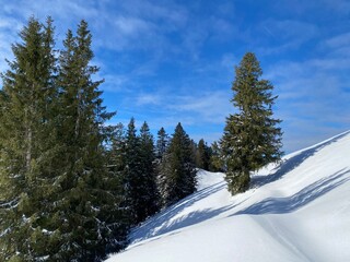 Picturesque canopies of alpine trees in a typical winter atmosphere after heavy snowfall in the Swiss Alps, Schwägalp mountain pass - Canton of Appenzell Ausserrhoden, Switzerland (Schweiz)