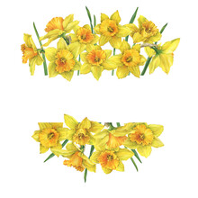Banner With Yellow Narcissus Flowers (daffodil, Easter Bell, Jonquil, Lenten Lily). Floral Botanical Picture. Hand Drawn Watercolor Painting Illustration Isolated On White Background.