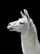 White llama Lama glama on black background