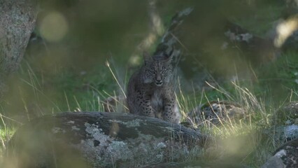 Wall Mural - iberian lynx, lynx pardinus, endemic to iberian peninsula in southwestern spain in europe. rare cat 
