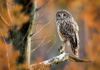ural owl ( strix uralensis ) close up