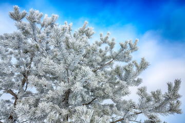 Wall Mural - Winter snow covered fir trees on mountainside on blue sky with sun shine background