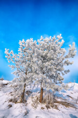 Wall Mural - Winter snow covered fir trees on mountainside on blue sky with sun shine background