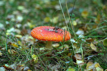 Small Red Fly Agaric In The Grass