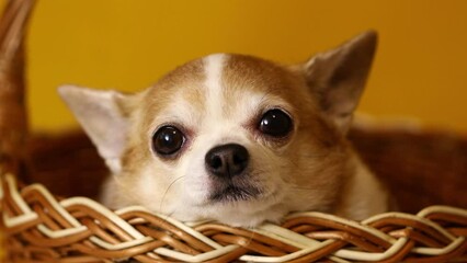 Wall Mural - Chihuahua dog sits in a basket on a yellow background