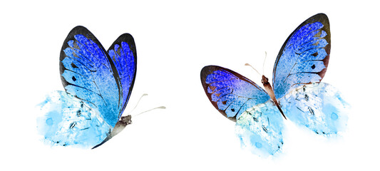 Color watercolor butterfly , isolated on the white background. Set