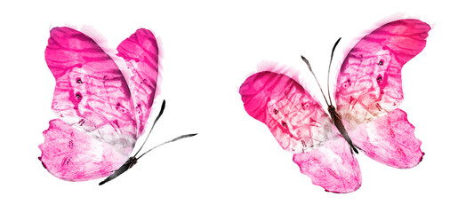 Wall Mural - Color watercolor butterfly , isolated on the white background. Set