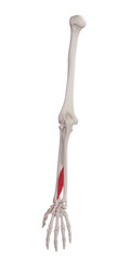 Wall Mural - 3d rendered medically accurate muscle illustration of the extensor pollicis longus