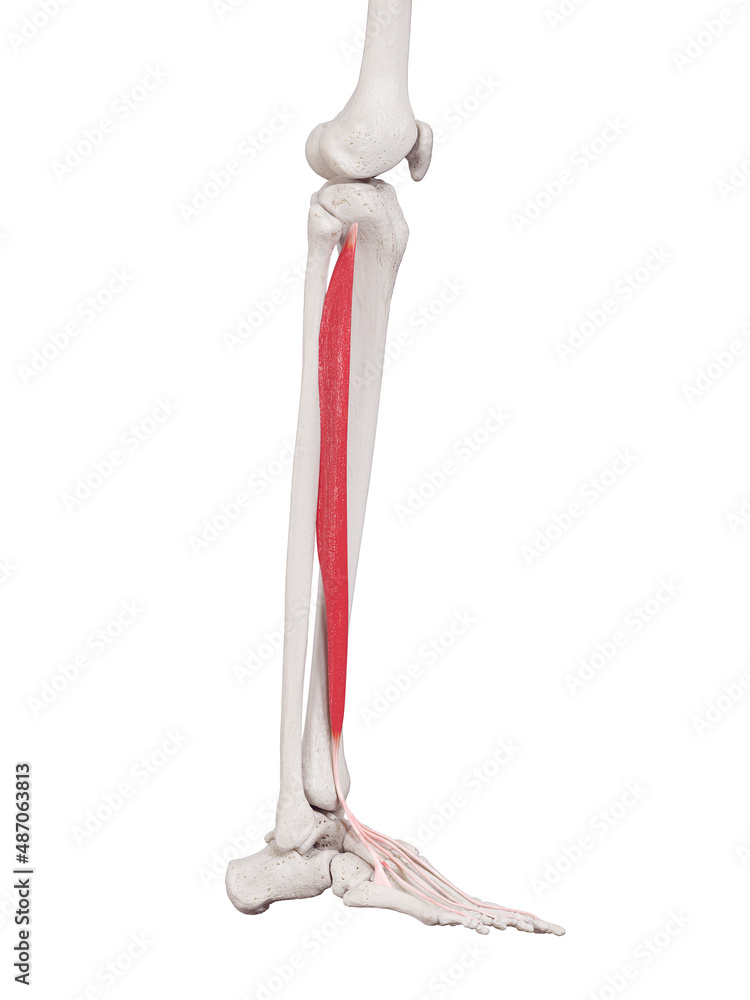 3d rendered medically accurate muscle illustration of the extensor ...