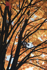 Poster - Autumn forest background. Vibrant color tree, red orange foliage in fall park. Nature change Yellow leaves in october season Sunny day weather, bright light banner frame