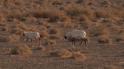 Wall Mural - Arabian oryx or white oryx, Oryx leucoryx, antelope with a distinct shoulder bump, Evening light in nature. Animal in the nature habitat, Shaumari reserve, Jordan. Travel Jordan, Arabia nature.  