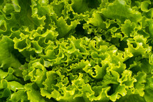 Close Up Of Fresh Frilled Lettuce, Green Curly Lettuce Leaves For Healthy Salad.